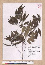 Cinnamomum insulari-montanum Hayata 山肉桂(台灣肉桂)