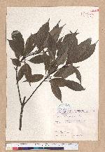 Cyclobalanopsis glauca (Thunb.) Oerst. 青剛櫟