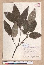 Quercus variabilis Blume 栓皮櫟