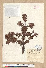 Abies ferreana Borderes-Rey et Gaurren