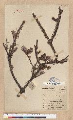 Abies kawakamii (Hayata) Ito 臺灣冷杉