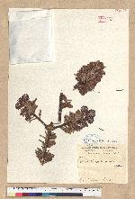 Abies forrestii Craib