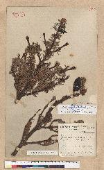 Abies ferreana Borderes-Rey et Gaurren