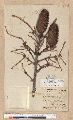 Picea brachytyla (Franch.) Pritzel var. complanata (Mast.) Cheng ex Rehder