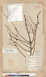 Picea brachytyla (Franch.) Pritzel var. complanata (Mast.) Cheng ex Rehder