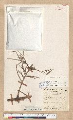 Abies recurvata Masters var. salouenensis (Borderse-Gaussen) C. T. Kuan