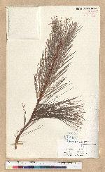 Pinus maximartinezii Rzedowski