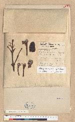 Abies ferreana Borderes-Rey et Gaurren