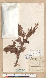 Abies recurvata Masters var. salouenensis (Borderes-Gaussen) C. T. Kuan