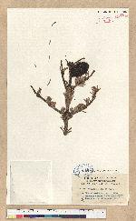 Abies faxoniana Rehder & E.H.Wilson