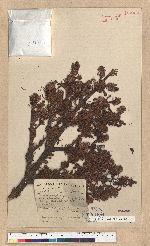 Abies delavayi Franch.