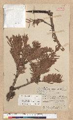 Abies recurvata Masters var. salouenensis (Borderse-Gaussen) C. T. Kuan