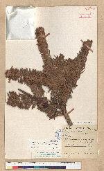 Abies recurvata Masters var. salouenensis (Borderse-Gaussen) C. T. Kuan