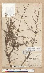 Abies recurvata Masters var. salouenensis (Borderse-Gaussen) C. T. Kuan