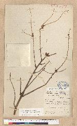 Picea brachytyla (Franch.) Pritzel var. complanata (Mast.) Cheng ex Rehder