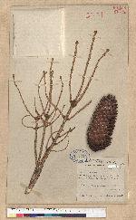 Picea bikiangensis Pritzce