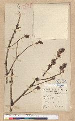 Picea bikiangensis Pritzce