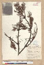 Abies delavayi Franch.