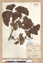 Ginkgo biloba Linn 銀杏