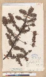 Abies delavayi Franch.