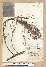 Picea brachytyla (Franch.) Pritzel var. complanata (Mast.) Cheng ex Rehder