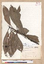 Machilus japonica Siebold et Zucc. var. kusanoi (Hayata) Liao 大葉楠