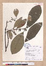 Litsea akoensis Hayata 屏東木薑子