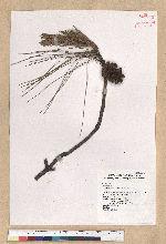 Pinus taiwanensis Hayata 臺灣二葉松