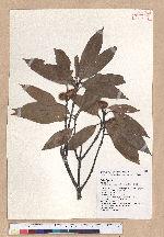 Cyclobalanopsis pachyloma (O. Seem.) Schott. 金斗椆