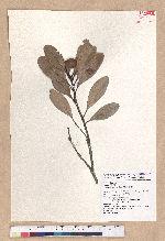 Pasania formosana (Skan) Schott. 臺灣柯