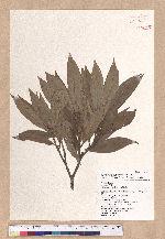 Litsea acutivena Hayata 銳脈木薑子