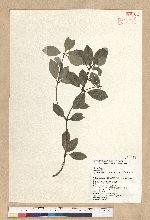 Neolitsea buisanensis Yamamoto & Kamikoti 武威山新木薑子