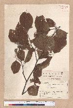 Fagus crenata Blume