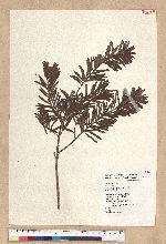 Keteleeria davidiana (Franchet) Beissner var. formosana Hayata 臺灣油杉
