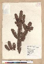 Abies kawakamii (Hayata) Ito 臺灣冷杉