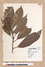 Pasania kawakamii (Hayata) Schott. 大葉石櫟