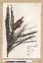 Pinus taiwanensis Hayata 臺灣二葉松