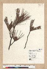 Pinus taiwanensis Hayata 臺灣二葉松