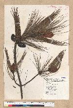 Pinus taiwanensis Hayata 臺灣二葉松