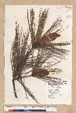 Pinus taiwanensis Hayata 臺灣二葉松
