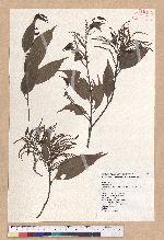 Castanopsis carlesii (Hemsl.) Hayata var. sessilis Nakai 鋸葉長尾栲