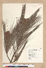Pinus taiwanensis Hayata 臺灣二葉松