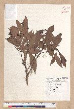 Machilus japonica Siebold et Zucc. 日本楨楠(假長葉楠)