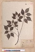 Cinnamomum camphora (L.) Nees & Eberm. 樟