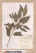 Cinnamomum insulari-montanum Hayata 山肉桂(台灣肉桂)