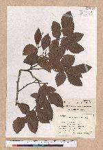Fagus crenata Blume