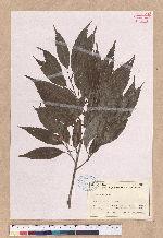 Cyclobalanopsis salicina (Blume) Oerstedt 白背櫟