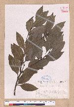 Cinnamomum japonicum Sieb. ex Nees 日本香桂