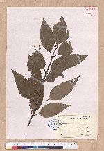 Cinnamomum insulari-montanum Hayata 山肉桂(台灣肉桂)