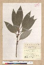 Neolitsea sericea (Blume) Koidz. 白新木薑子